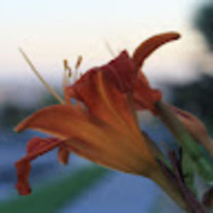 Meet your Posher, Ayyoub